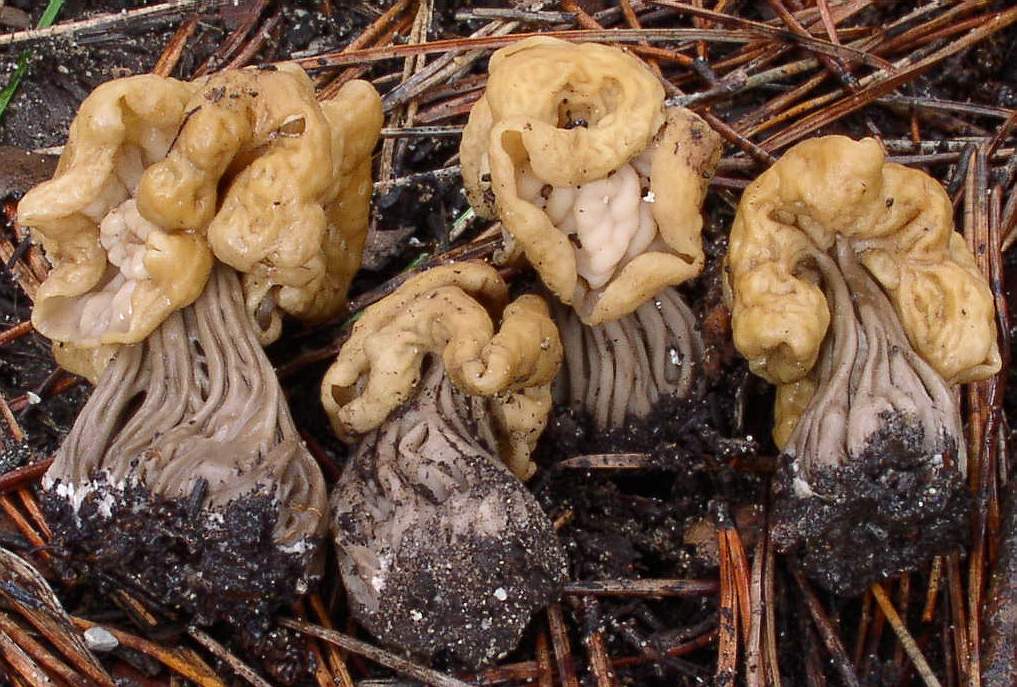 Helvella pityophila scheda fotografica